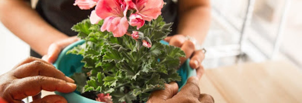 hospice in chickasha ok – LifeSpring In-Home Care Network LLC
