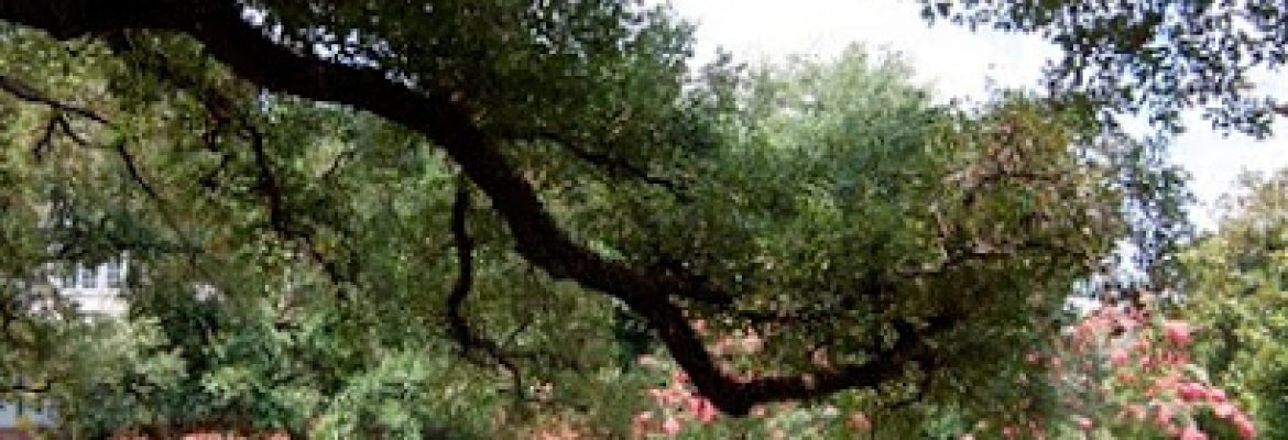 hospice in chilton tx – Houston Hospice