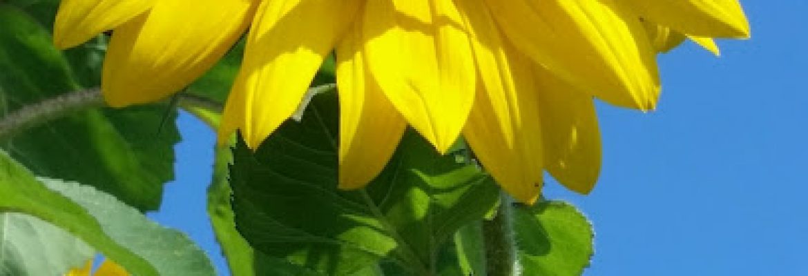 hospice in churchville ny – Journey Home Inc in Greece, NY
